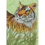 Tiger_tgr0008