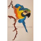 Parrot_brd0002