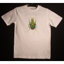 Machine embroidery design Beetle int0004