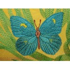 Butterflies_bfl0009