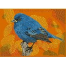 Bird_brd0014