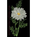 Сhamomile_flw0049