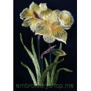 Narcissus_flw0053