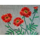 Poppies flw0059