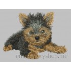 Yorkshire Terrier dog0017