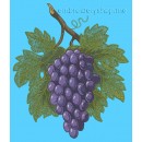 Bunch of grapes frt0004