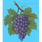 Bunch of grapes Machine Embroidery Designs size 180*208mm