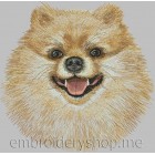 Pomeranian dog0018