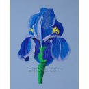 Iris flw0063