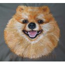 Pomeranian dog0020