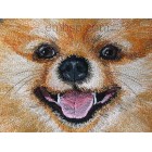 Pomeranian dog0020
