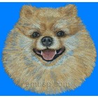 Pomeranian dog0020