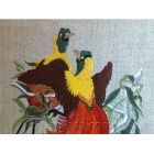 Red Bird of Paradise brd0022