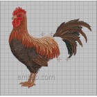 Hen brd0027