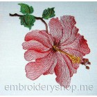 Hibiscus flw0023