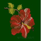 Hibiscus flw0023