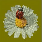 Сhamomile flw0087