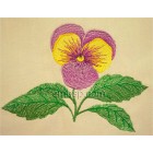 Pansy flw0089