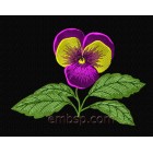 Pansy flw0089