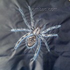 Spider Machine Embroidery Designs size 165*180mm