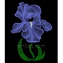 Iris flw0122