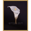 Calla Flower flw0124