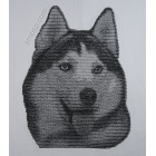 Husky dog0024