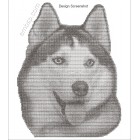 Husky dog0024