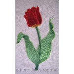 Tulip_flw0026